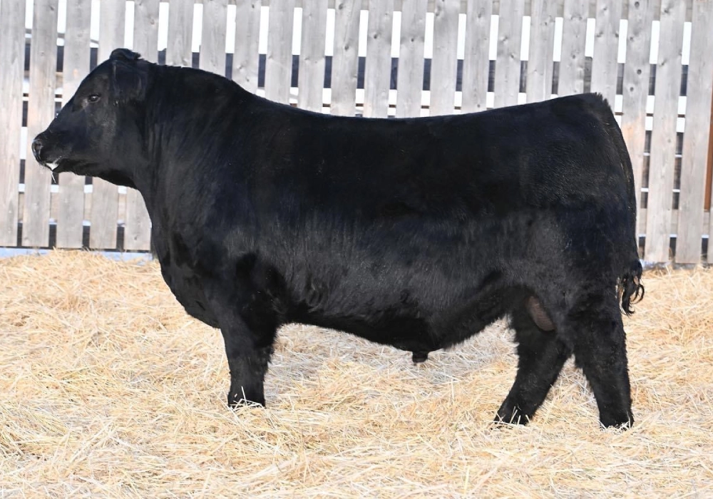 Bar-E-L Warrior 36K