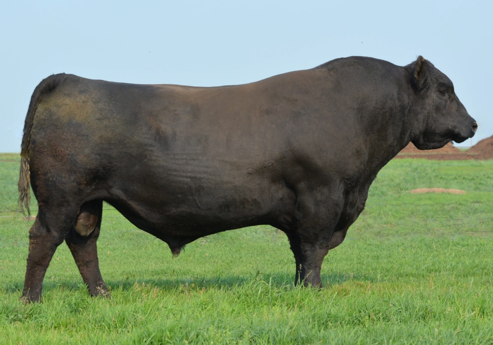 McCumber Steadfast 809